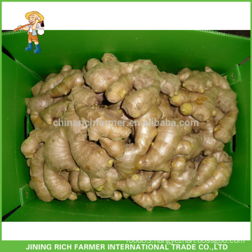 Fresh Ginger 150g up, 250g up Exporter Chinese Ginger